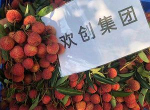 夏日好“枝”味，天行足球_天行（中国）天行足球_天行（中国）发福“荔”啦